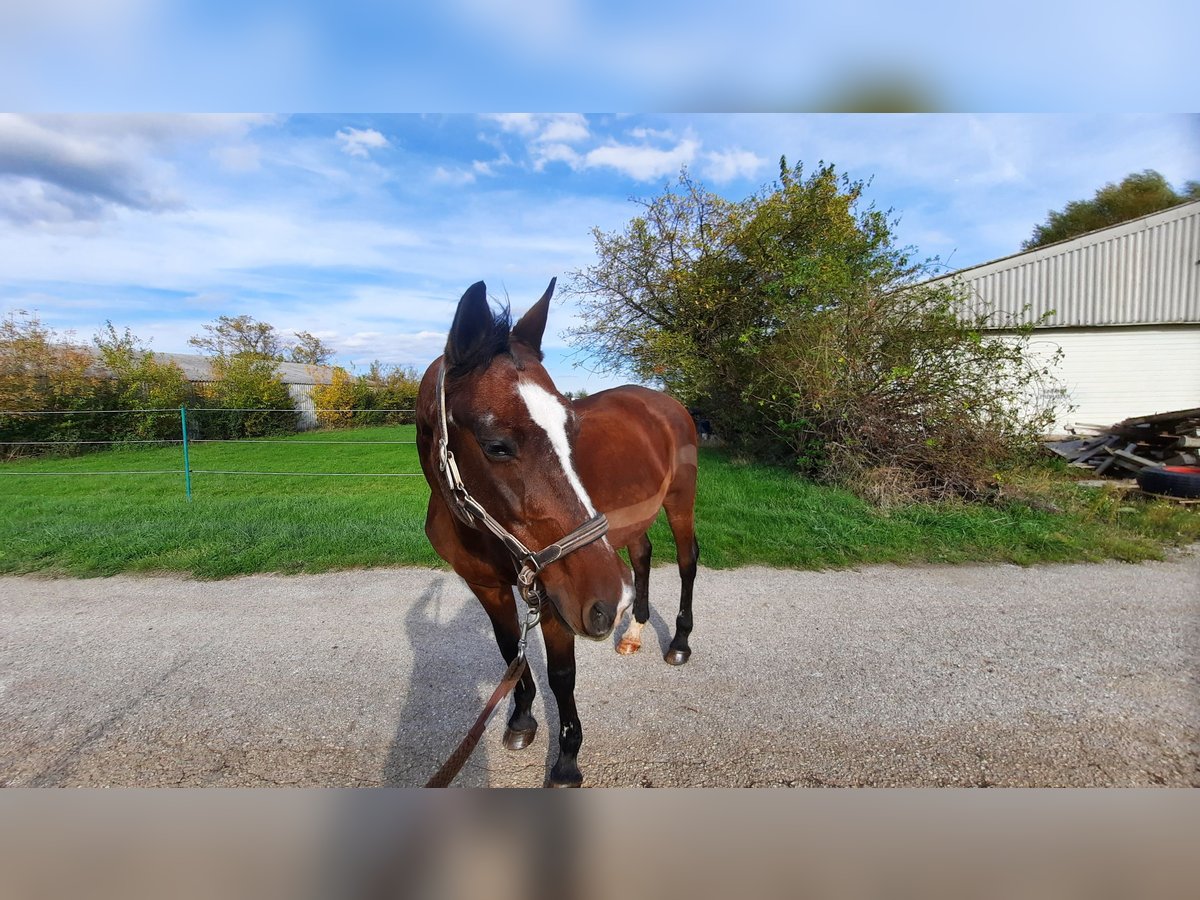 Cheval de sport hongrois Jument 25 Ans 165 cm Bai in Eisenstadt