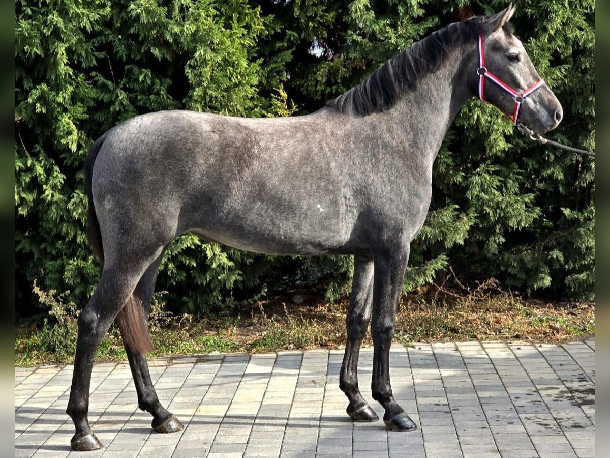 Cheval de sport hongrois Croisé Jument 4 Ans 155 cm Gris in Matzersdorf