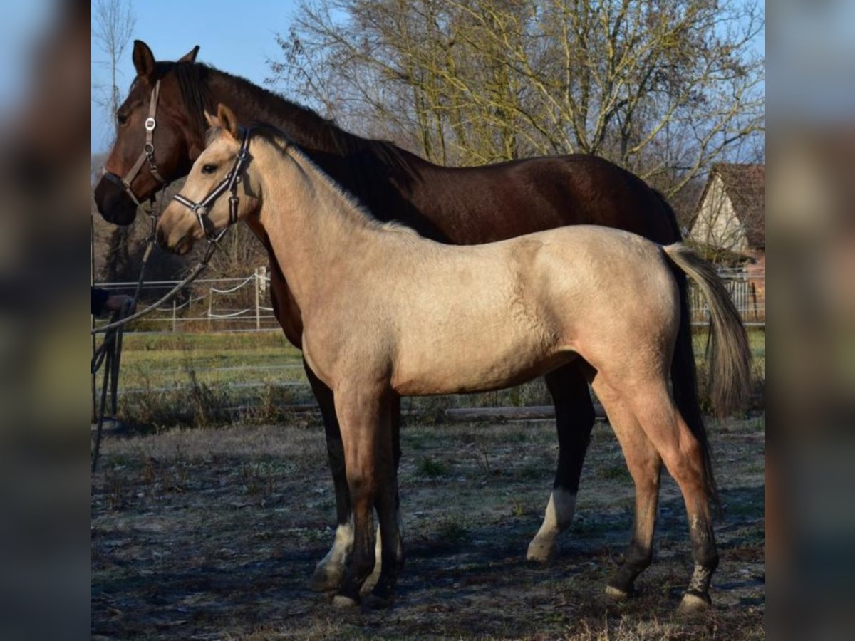 Cheval de sport hongrois Jument 4 Ans 158 cm Buckskin in Marcali