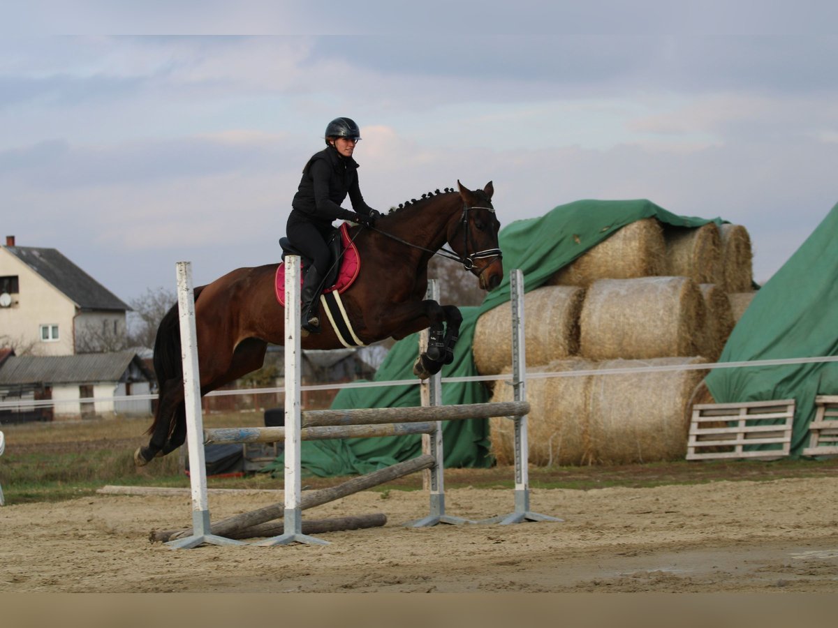 Cheval de sport hongrois Jument 4 Ans 170 cm Bai brun in R&#xE9;de