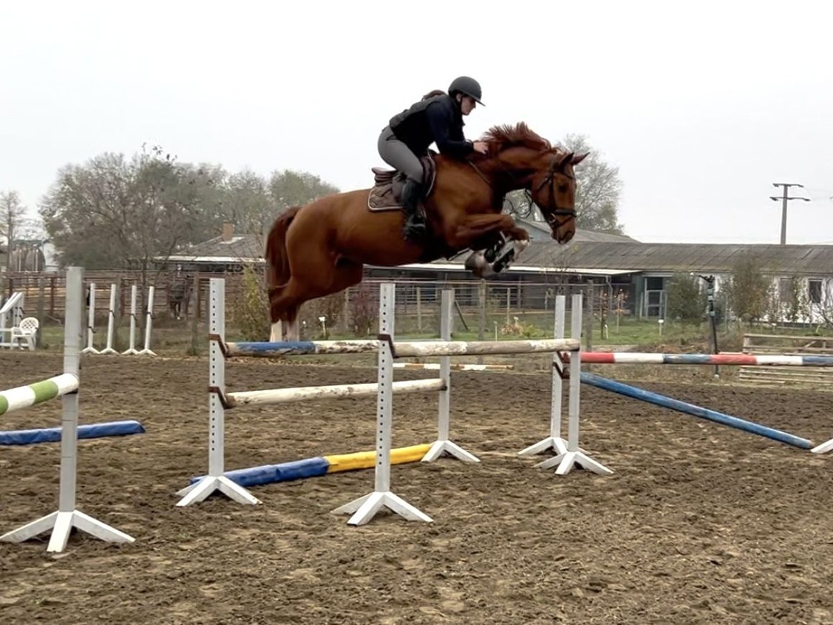 Cheval de sport hongrois Jument 4 Ans 173 cm Alezan brûlé in H&#xF3;dmez&#x151;v&#xE1;s&#xE1;rhely