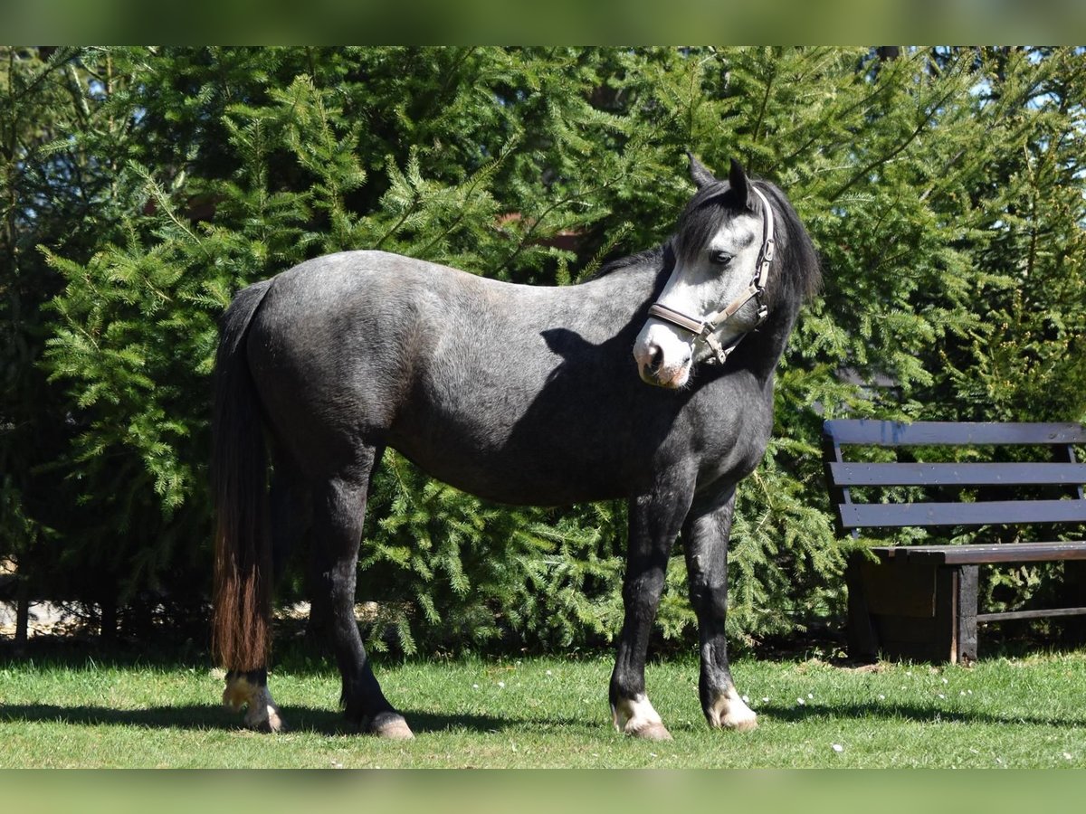 Cheval de sport hongrois Croisé Jument 5 Ans 145 cm Gris pommelé in Flieden
