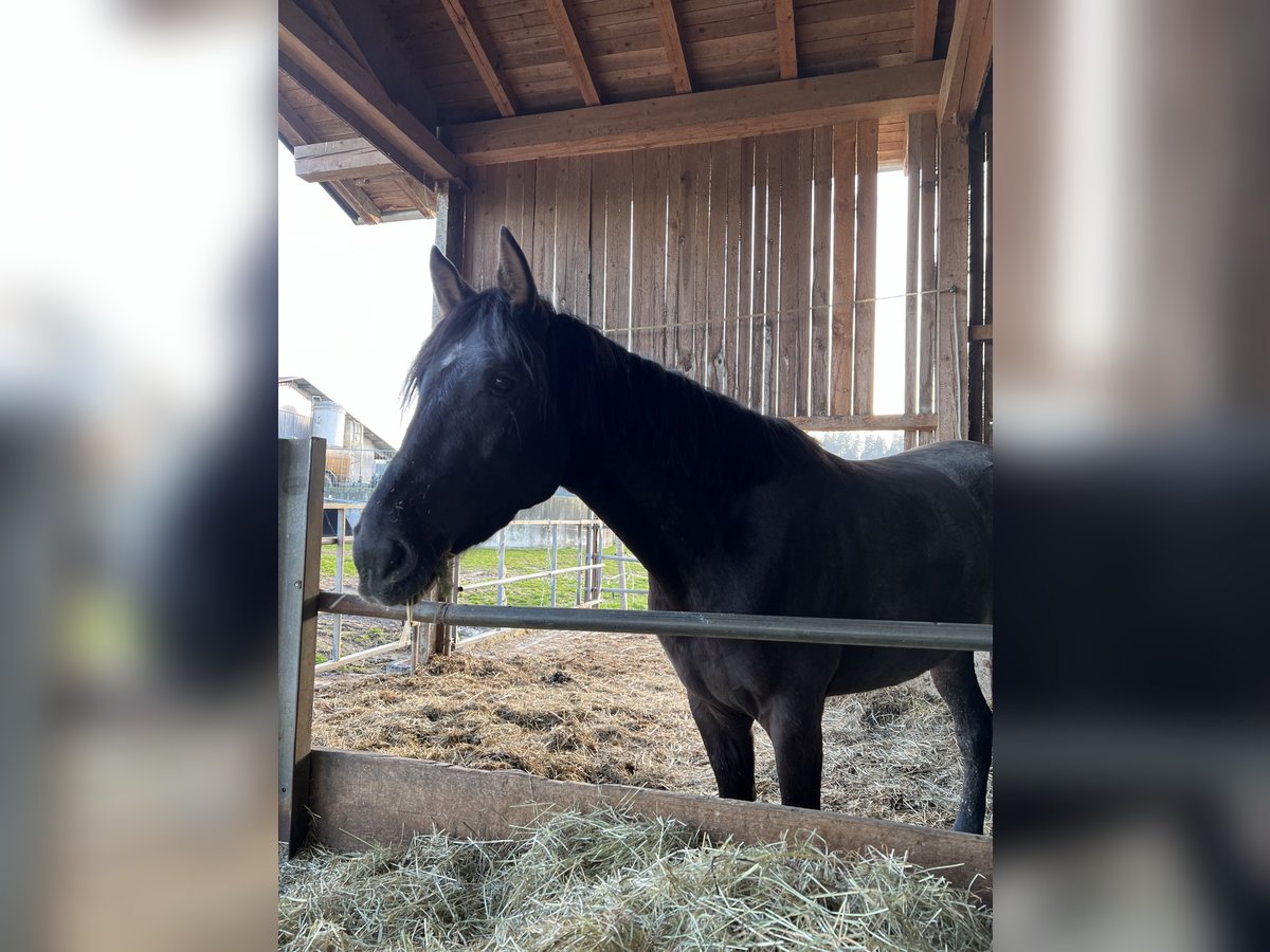 Cheval de sport hongrois Jument 5 Ans 152 cm Noir in Bernau am Chiemsee