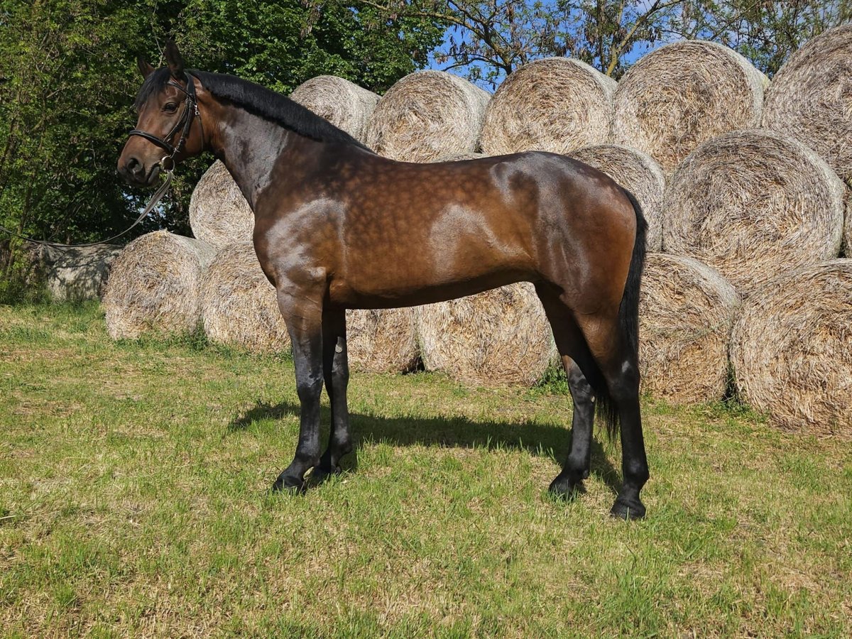 Cheval de sport hongrois Croisé Jument 5 Ans 164 cm Bai in Békés