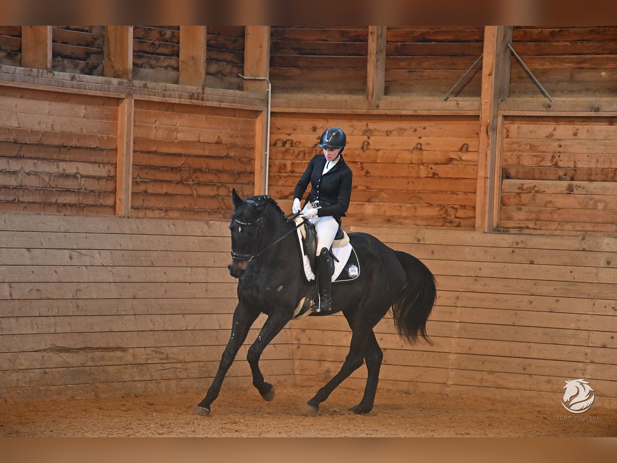 Cheval de sport hongrois Jument 5 Ans 166 cm Noir in Tragwein