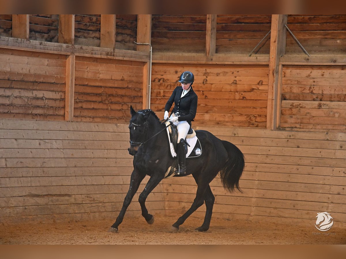 Cheval de sport hongrois Jument 5 Ans 170 cm Noir in Windhaag