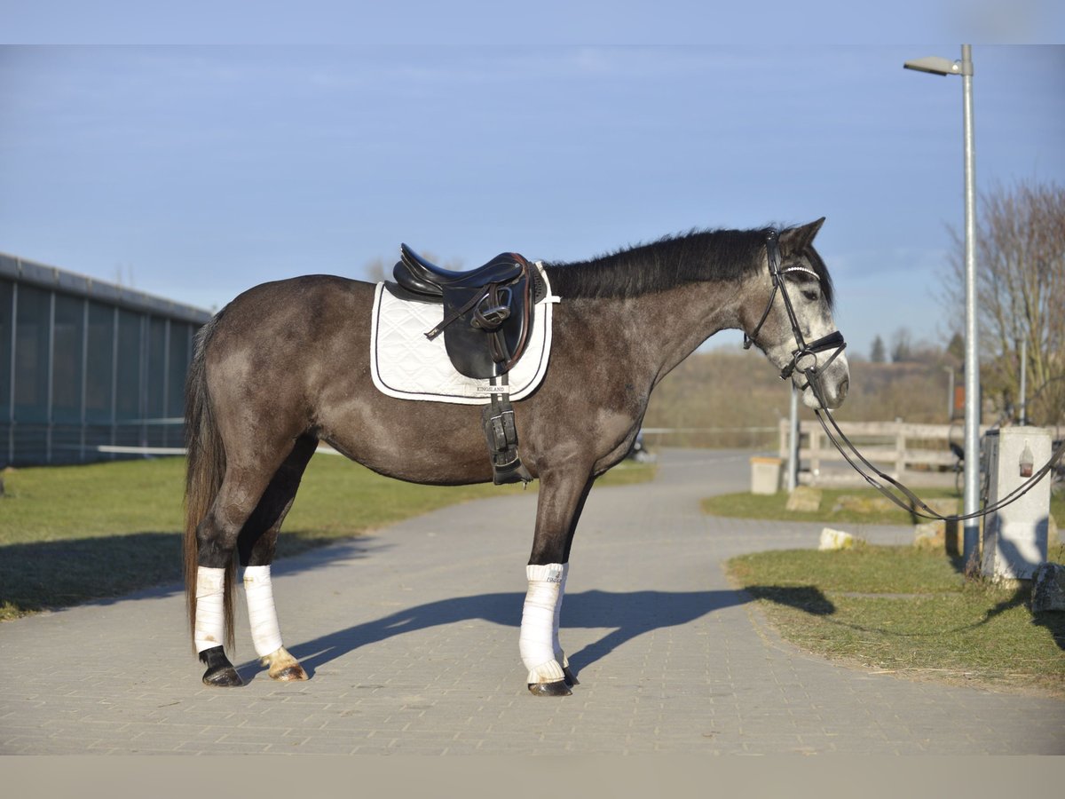 Cheval de sport hongrois Jument 6 Ans 143 cm Gris pommelé in Heilbronn