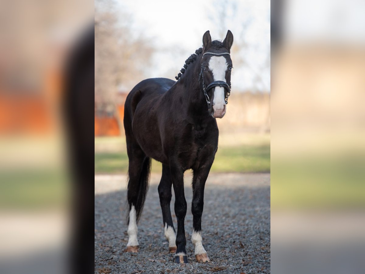 Cheval de sport hongrois Croisé Jument 6 Ans 145 cm Noir in Matzersdorf