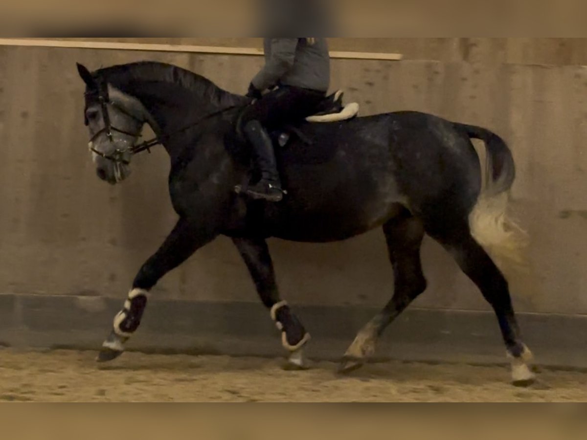 Cheval de sport hongrois Jument 6 Ans 160 cm Gris pommelé in Füssen