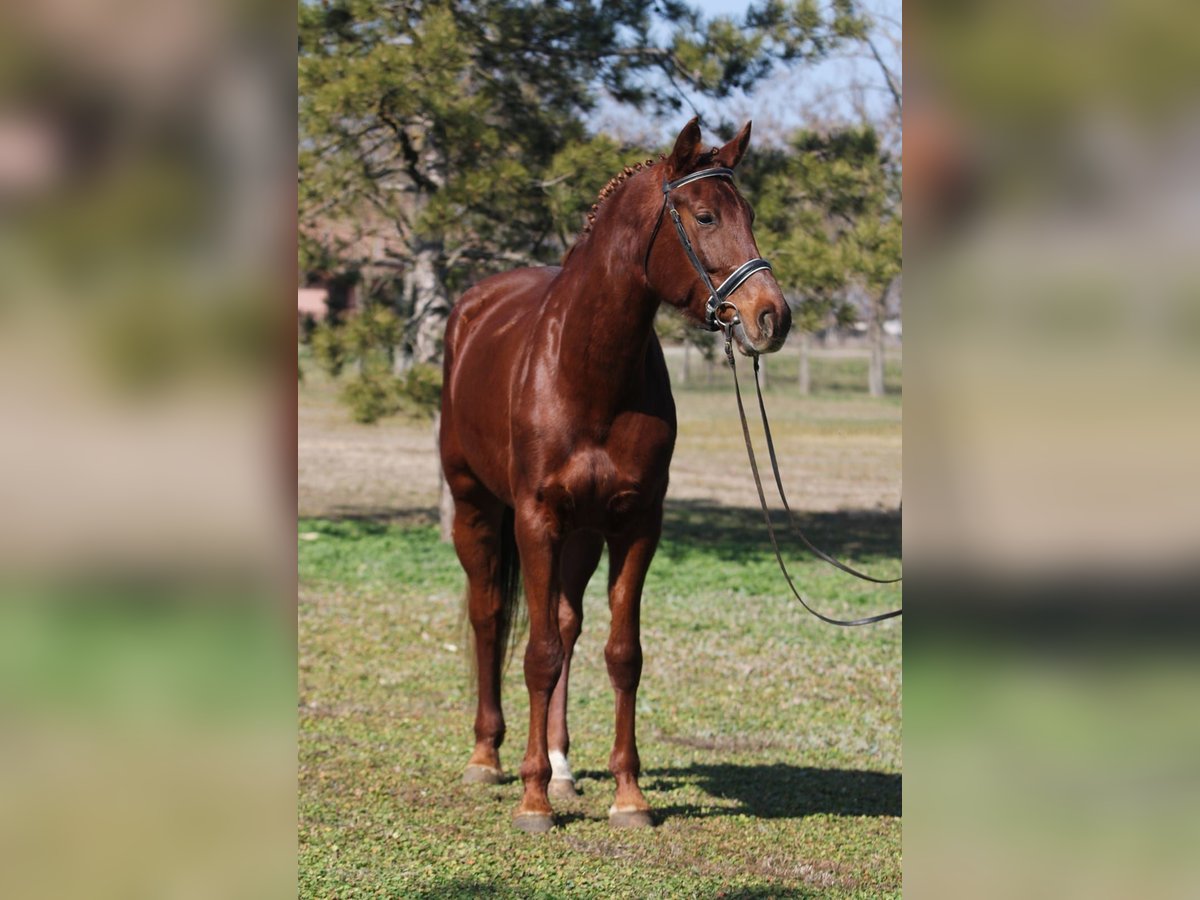 Cheval de sport hongrois Jument 6 Ans 165 cm Alezan in Gyula