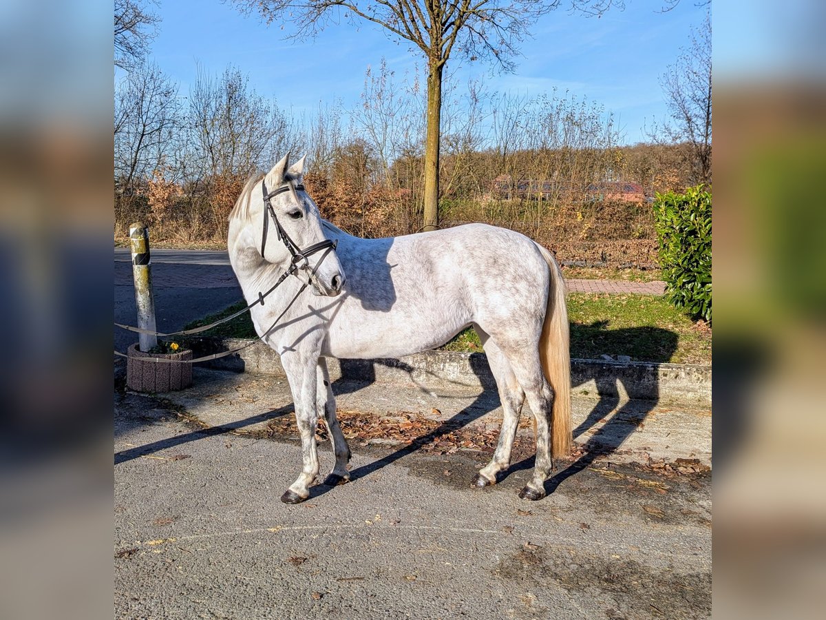 Cheval de sport hongrois Croisé Jument 7 Ans 147 cm Gris in Legden