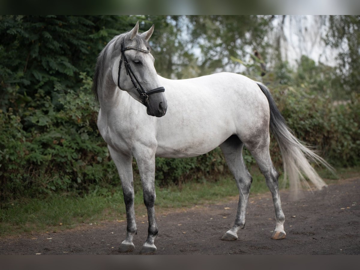 Cheval de sport hongrois Jument 7 Ans 154 cm Gris pommelé in Andernach