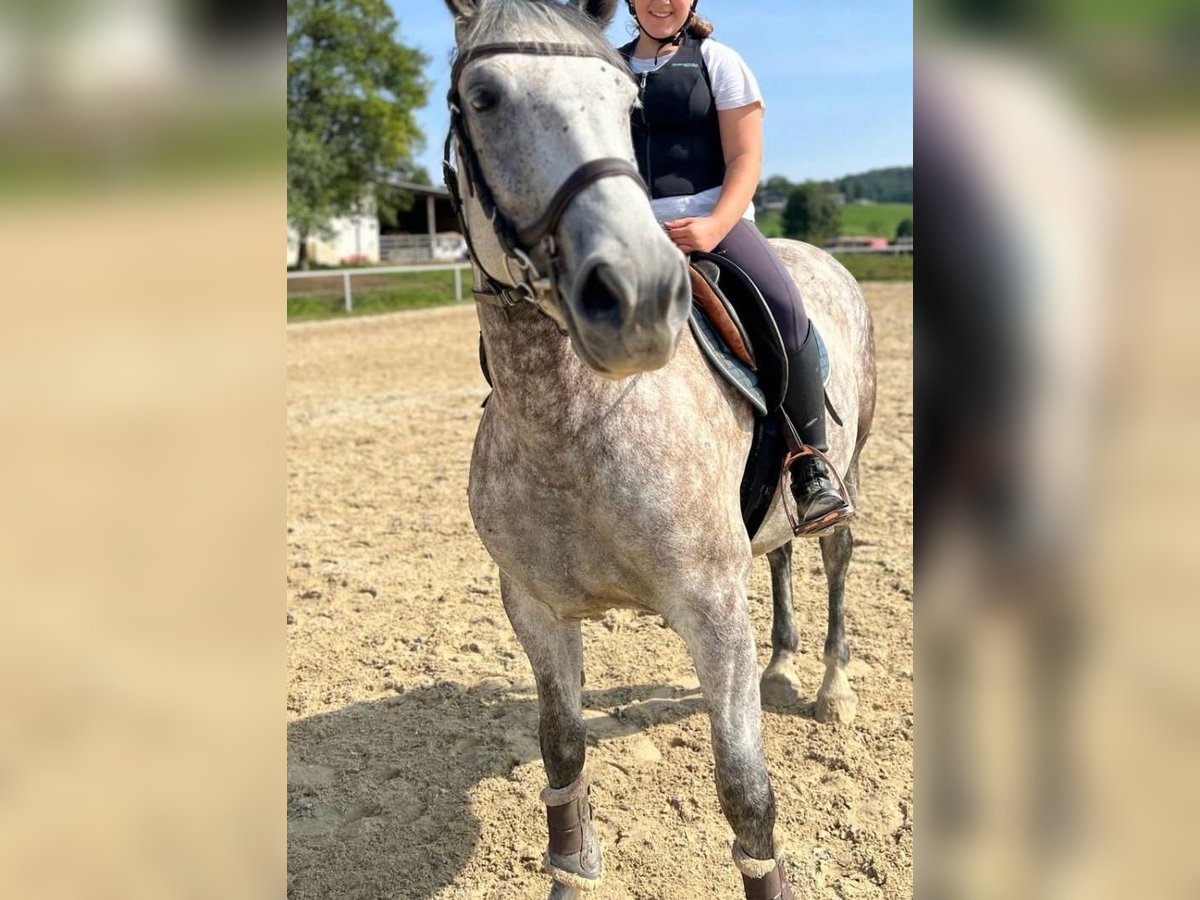 Cheval de sport hongrois Jument 7 Ans 160 cm Gris in Eggelsberg