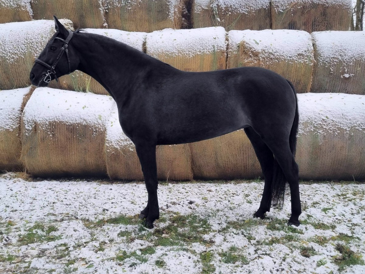 Cheval de sport hongrois Jument 7 Ans 163 cm Noir in Biharugra