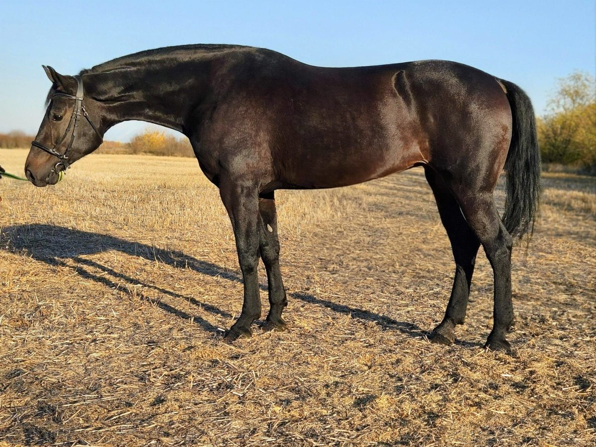 Cheval de sport hongrois Jument 7 Ans 169 cm in B&#xE9;k&#xE9;s