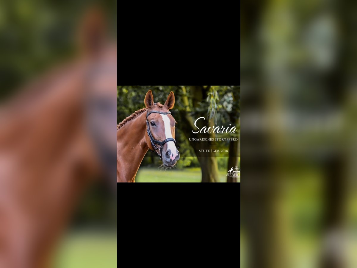 Cheval de sport hongrois Jument 7 Ans 173 cm Alezan in Sch&#xF6;nberg