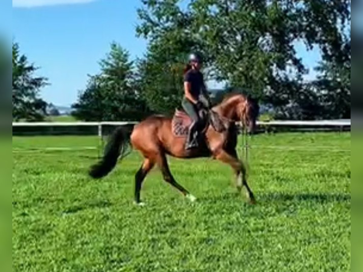 Cheval de sport hongrois Jument 7 Ans 175 cm Bai in Aiterhofen