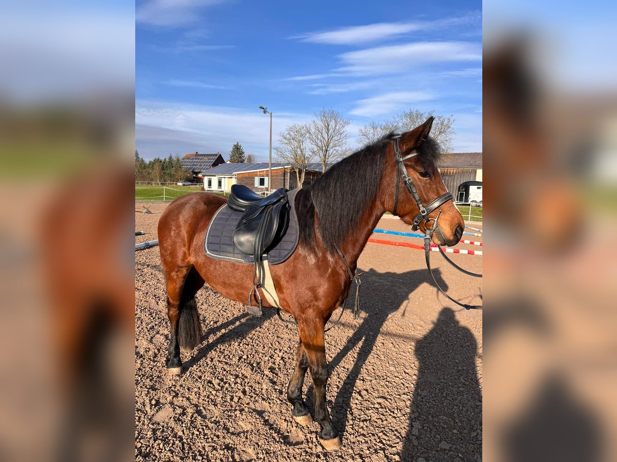 Cheval de sport hongrois Jument 8 Ans 143 cm Bai in Neuhof an der Zenn