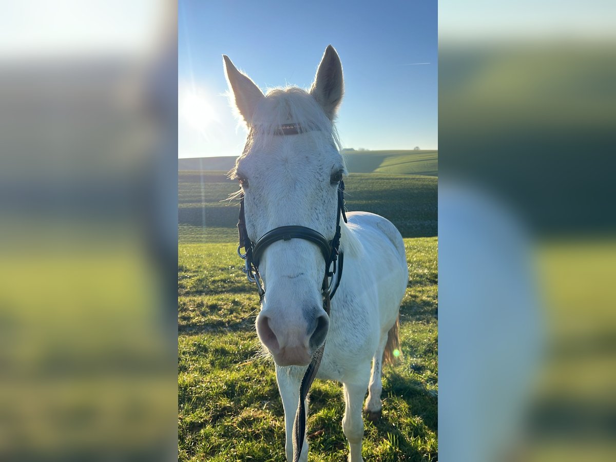 Cheval de sport hongrois Jument 8 Ans 143 cm Gris in Göppingen