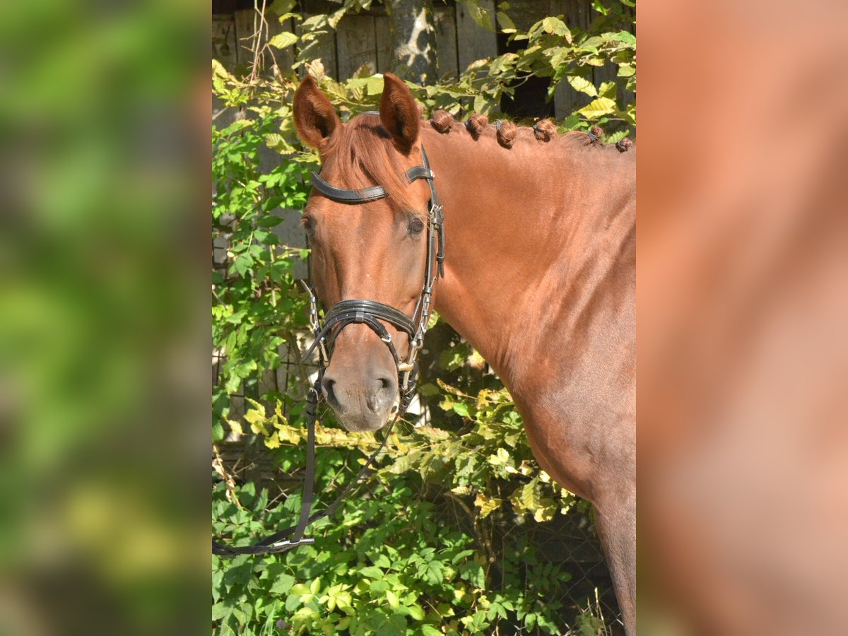 Cheval de sport hongrois Jument 8 Ans 145 cm Alezan in Würzburg