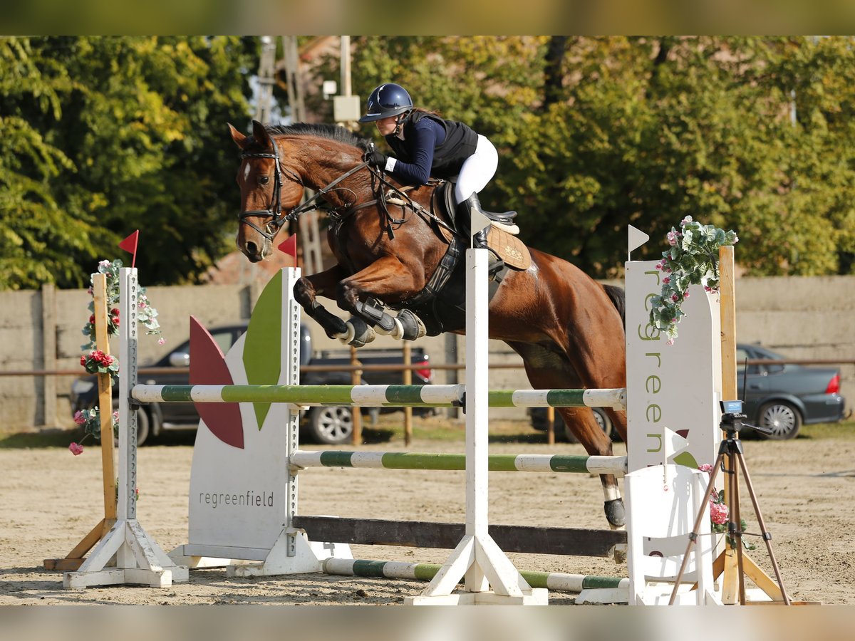 Cheval de sport hongrois Jument 8 Ans 160 cm Bai cerise in Kecskemét