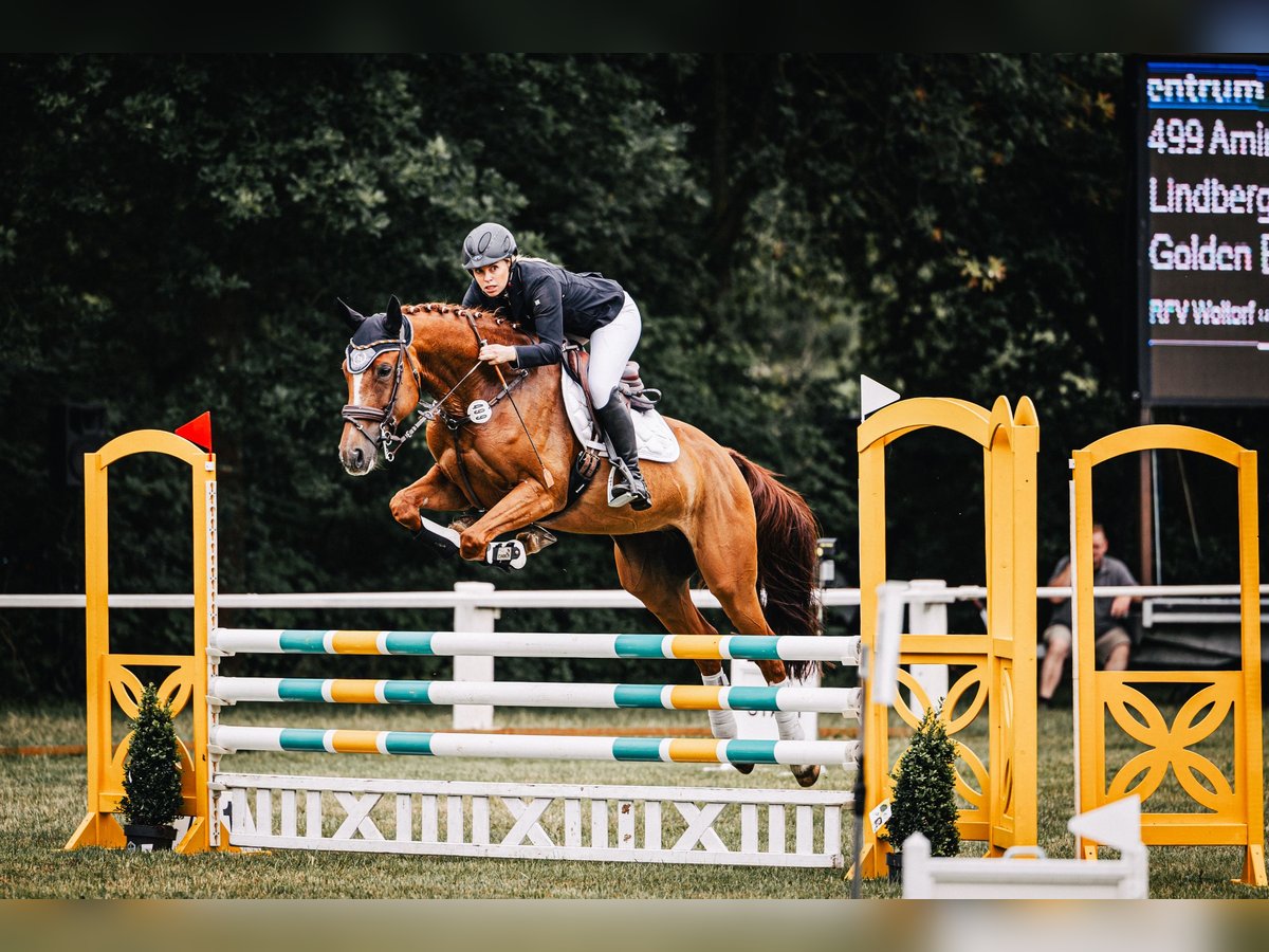 Cheval de sport hongrois Jument 8 Ans 166 cm Alezan in Ingolstadt