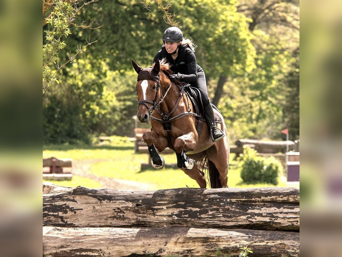 Cheval de sport hongrois Jument 8 Ans 168 cm Alezan in Neuburg an der Donau