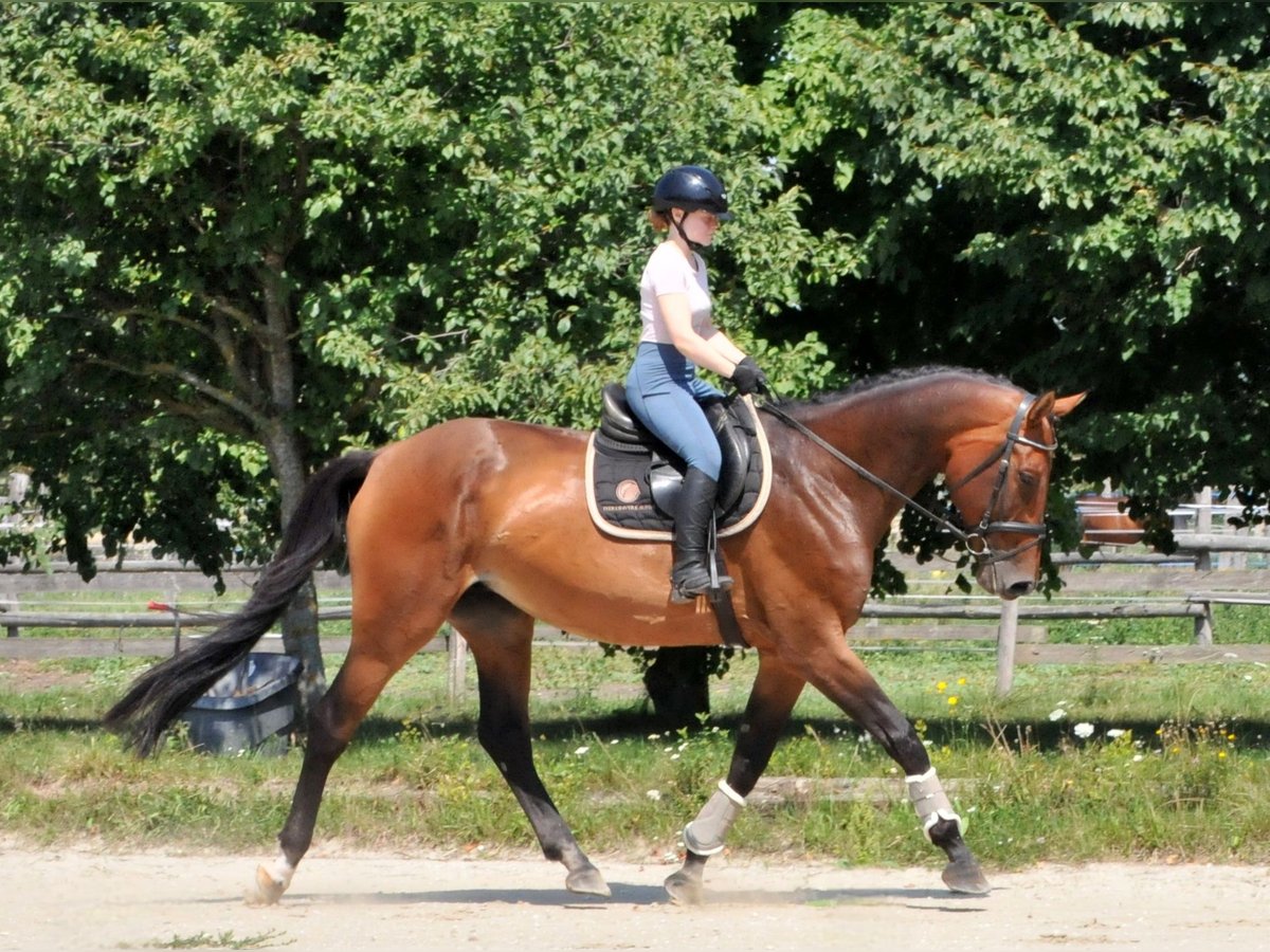 Cheval de sport hongrois Jument 8 Ans 175 cm Bai in Schattendorf
