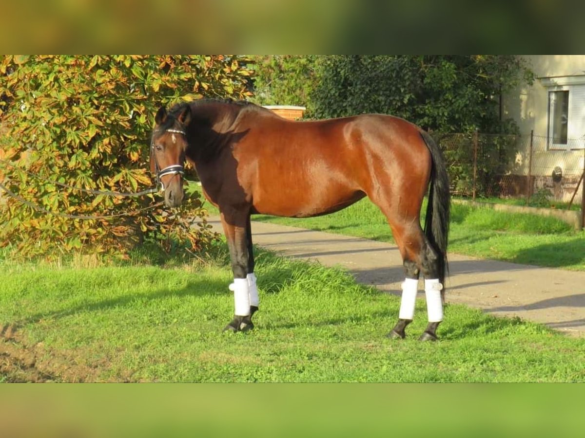 Cheval de sport hongrois Jument 9 Ans 160 cm Bai in Cegléd