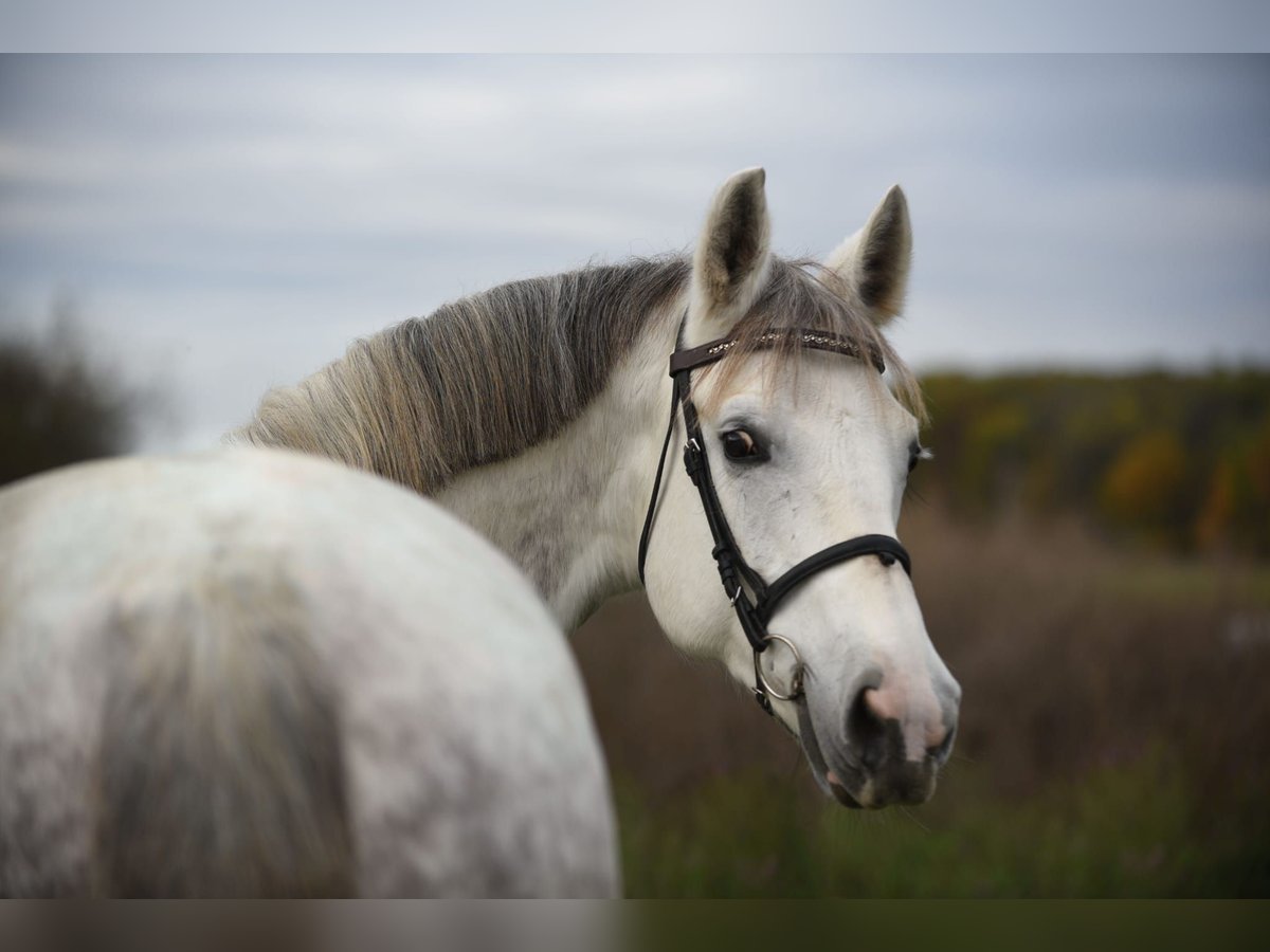 Cheval de sport hongrois Jument 9 Ans 161 cm Blanc in Kecskemét