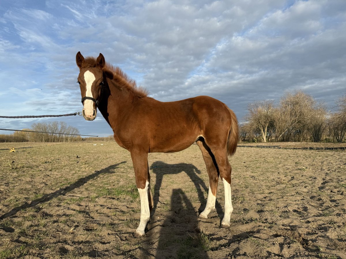 Cheval de sport hongrois Jument Poulain (06/2025) Alezan brûlé in Lajosmizse