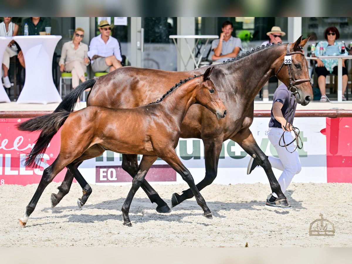 Cheval de sport hongrois Jument Poulain (04/2025) Bai cerise in S&#xFA;r