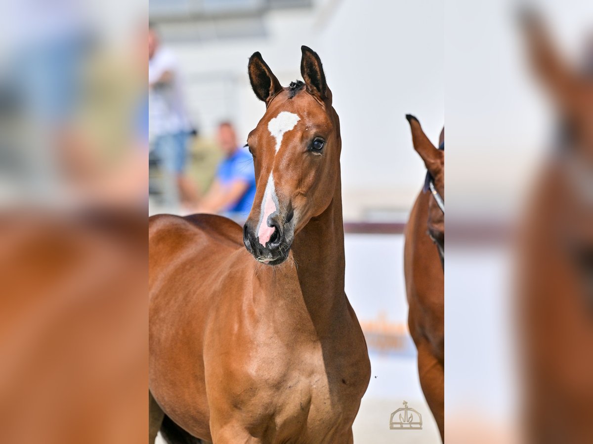 Cheval de sport hongrois Jument Poulain (04/2025) Bai cerise in Karcag Cheval de sport hongrois Jument Poulain (04/2025) Bai cerise in Karcag