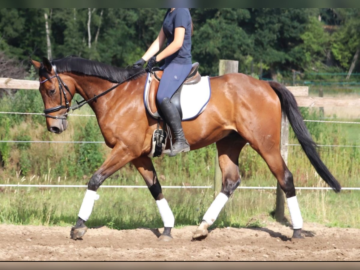 Cheval de sport irlandais Hongre 10 Ans 168 cm in Wachtendonk