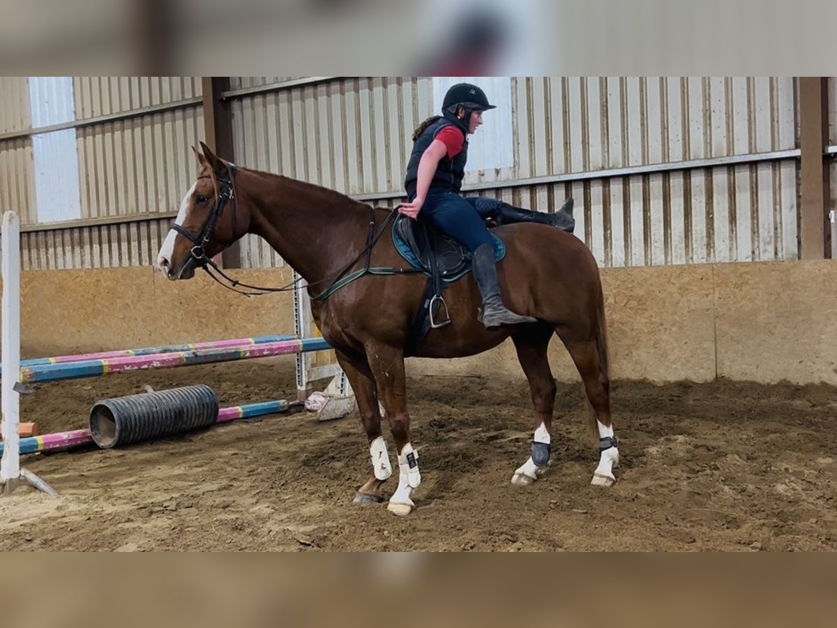 Cheval de sport irlandais Hongre 12 Ans 168 cm Alezan brûlé in Sligo