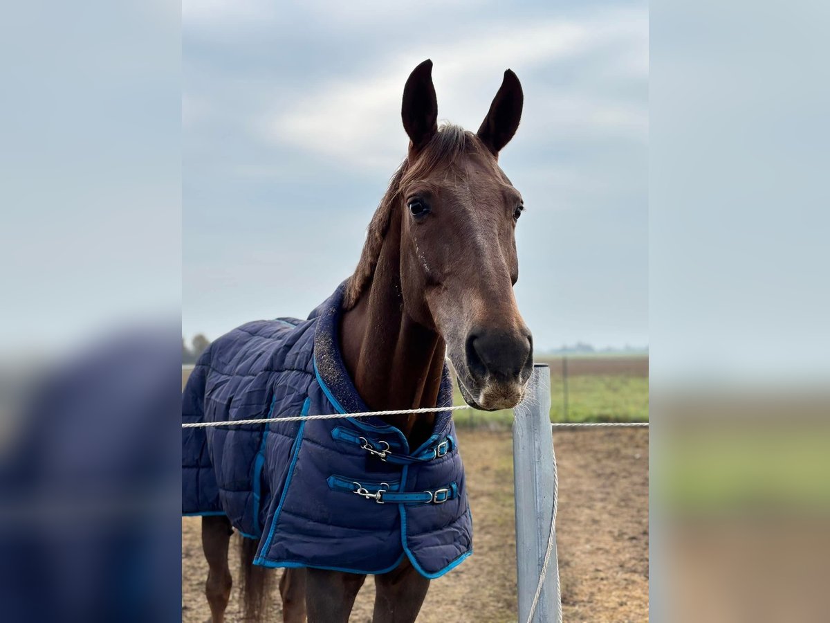 Cheval de sport irlandais Hongre 13 Ans 172 cm Alezan brûlé in Fidenza