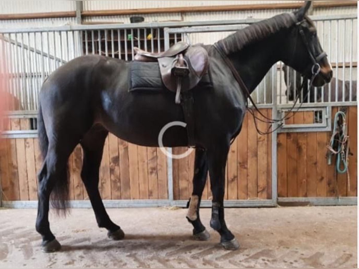 Cheval de sport irlandais Hongre 15 Ans 170 cm Bai cerise in Lismore