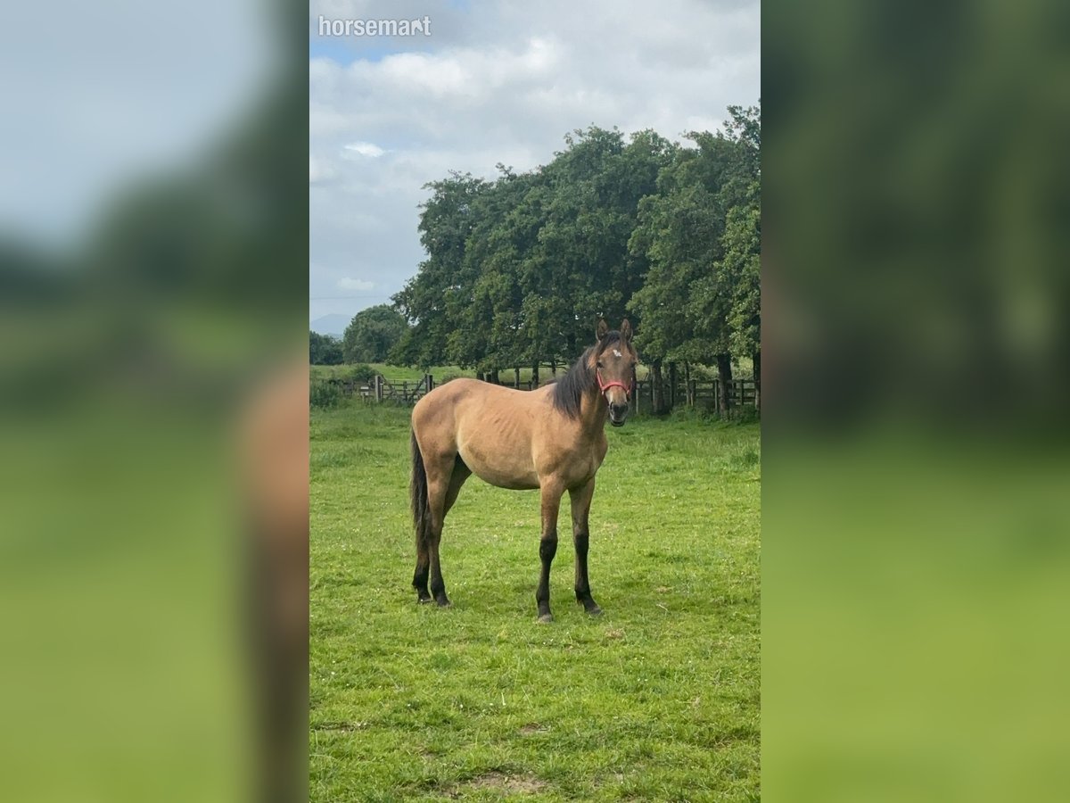 Cheval de sport irlandais Hongre 1 Année 165 cm Isabelle in Schenectady