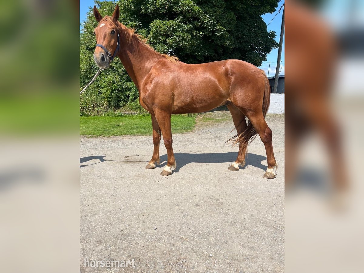 Cheval de sport irlandais Hongre 3 Ans 160 cm Alezan brûlé in Cork