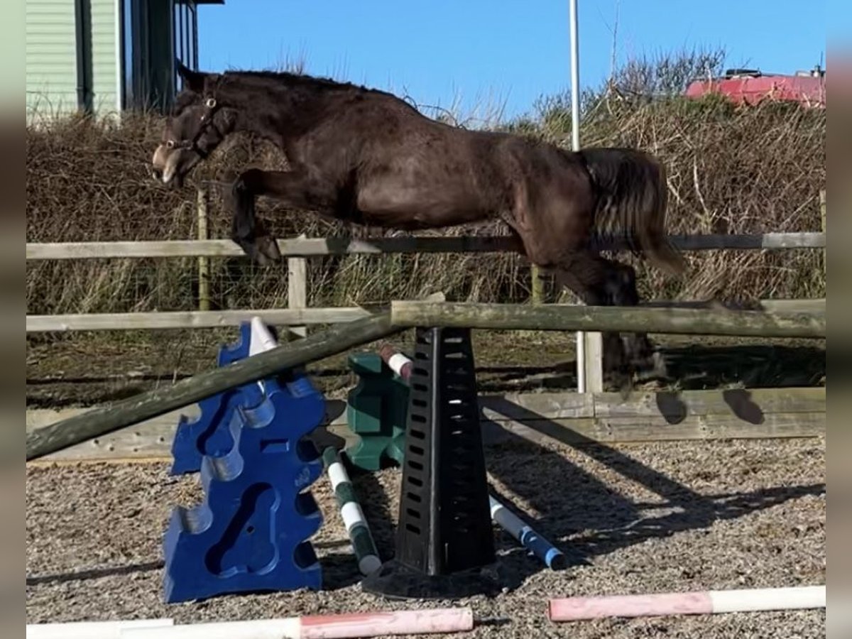 Cheval de sport irlandais Hongre 3 Ans 168 cm Aubère in Pembrokeshire