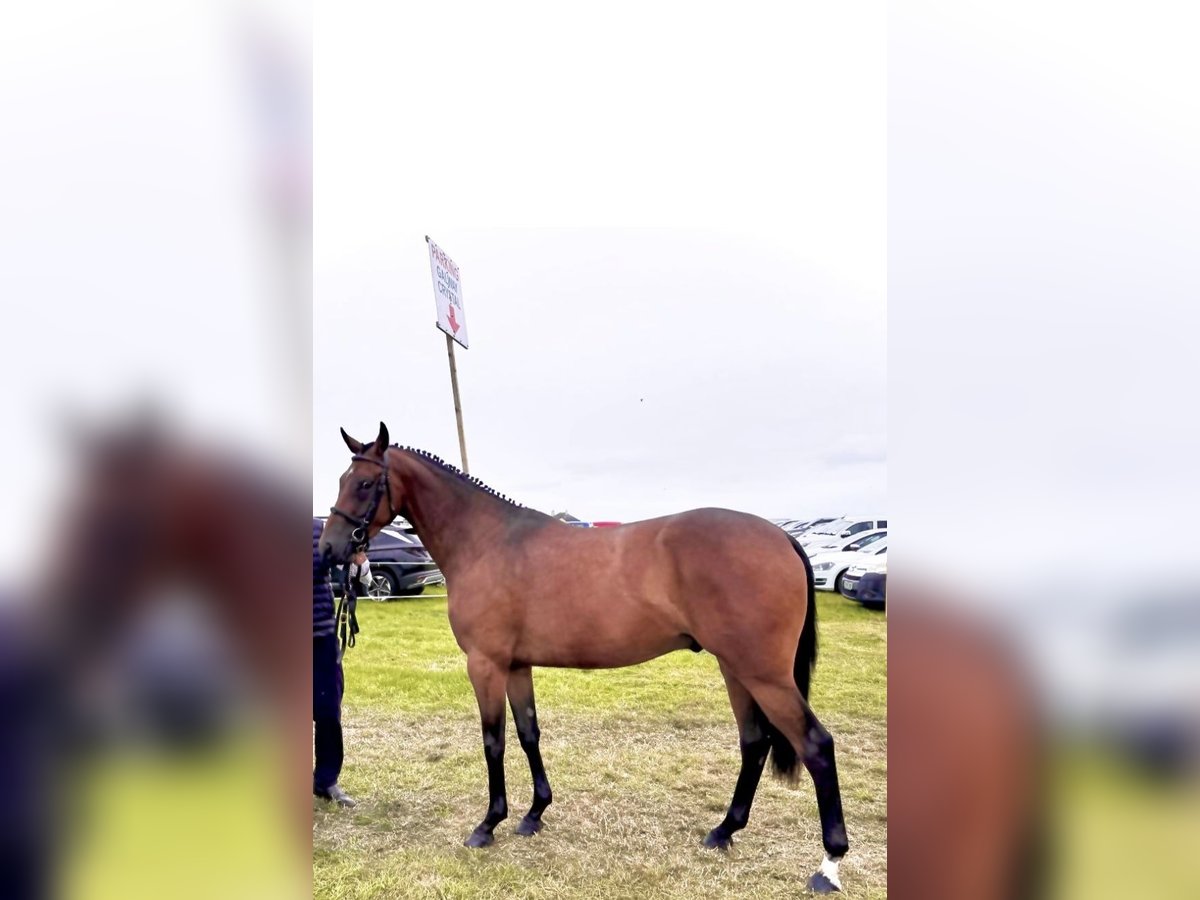 Cheval de sport irlandais Hongre 3 Ans 168 cm Bai cerise in Wexford