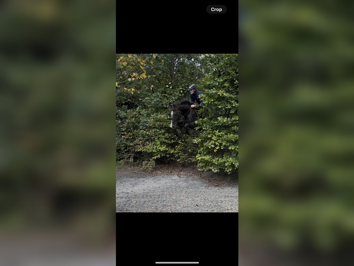 Cheval de sport irlandais Hongre 4 Ans 155 cm Noir in Laois