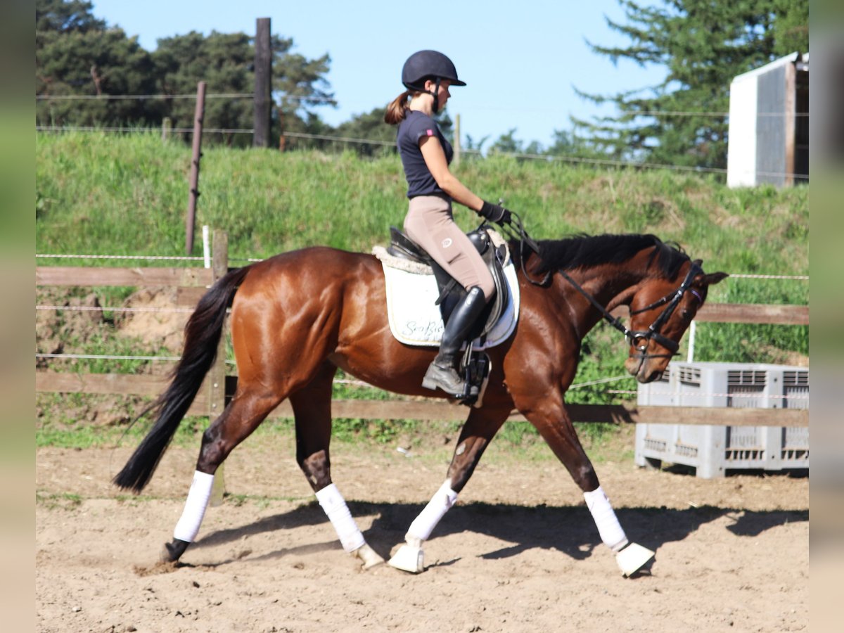 Cheval de sport irlandais Croisé Hongre 4 Ans 160 cm Bai in Uelsen