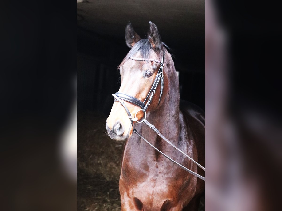 Cheval de sport irlandais Croisé Hongre 4 Ans 160 cm Bai in uelsen