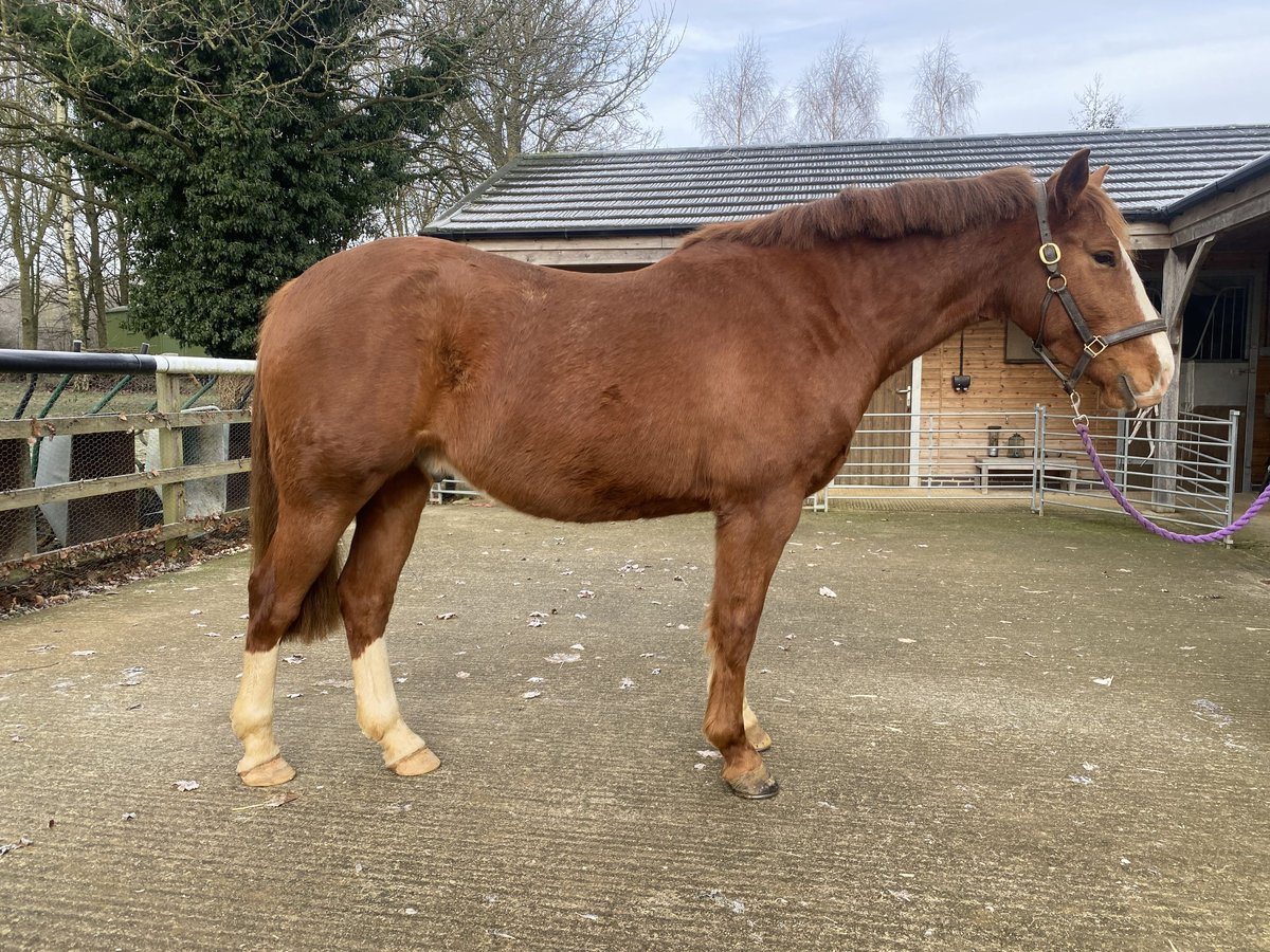 Cheval de sport irlandais Hongre 4 Ans 163 cm Alezan in Banbury