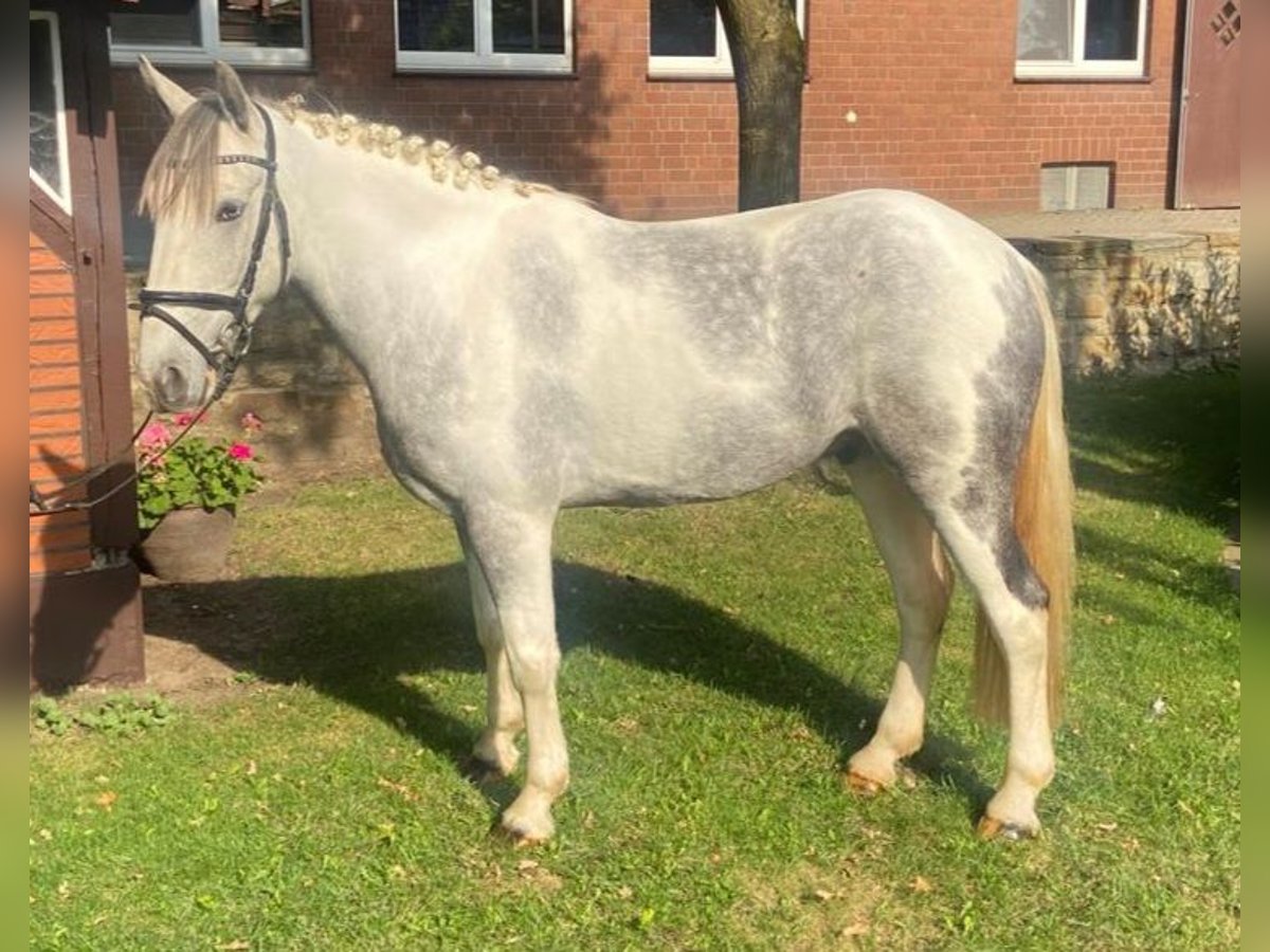 Cheval de sport irlandais Hongre 5 Ans 152 cm Pinto in Hopsten