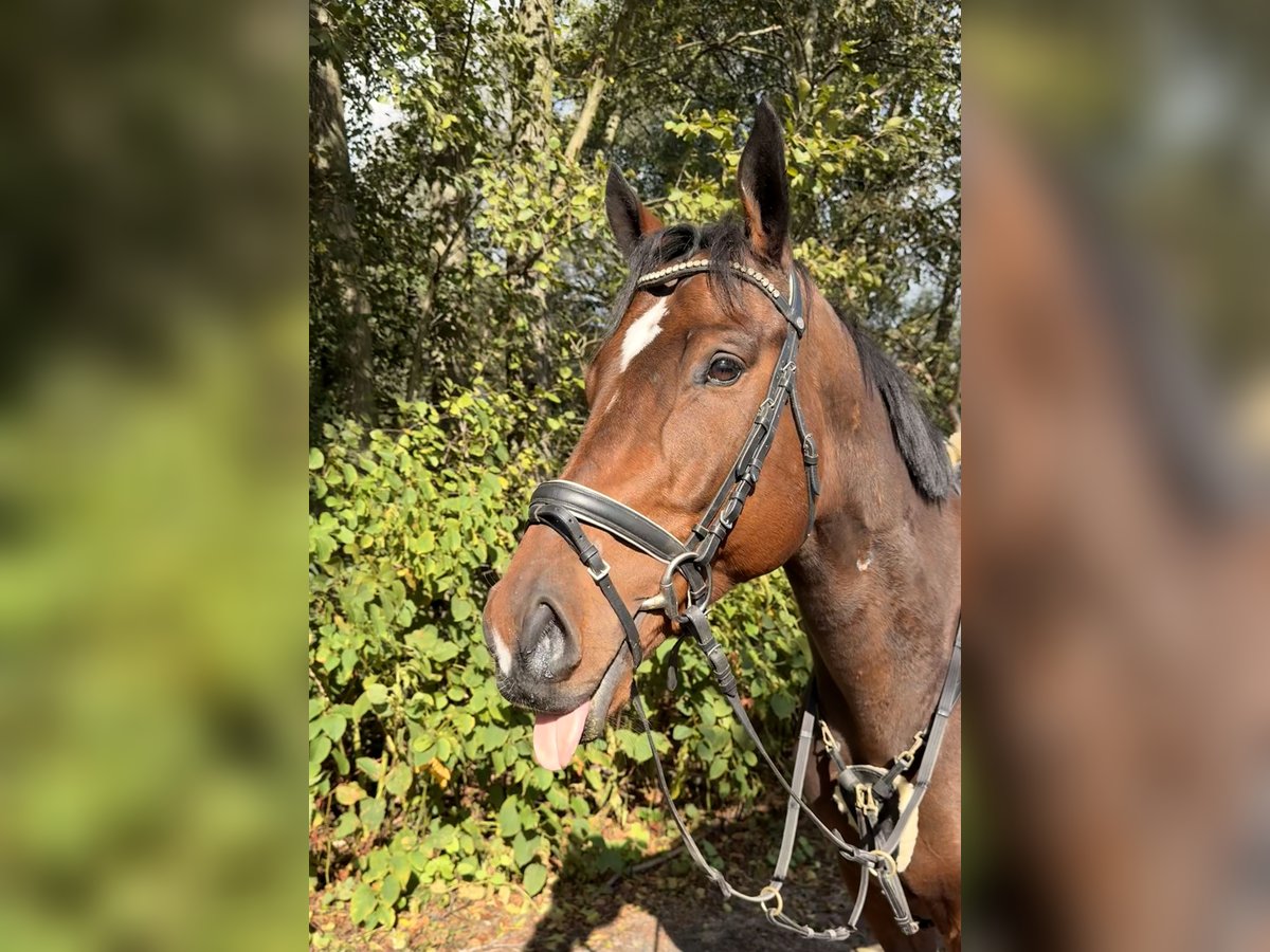 Cheval de sport irlandais Hongre 5 Ans 165 cm Bai brun in Berlin