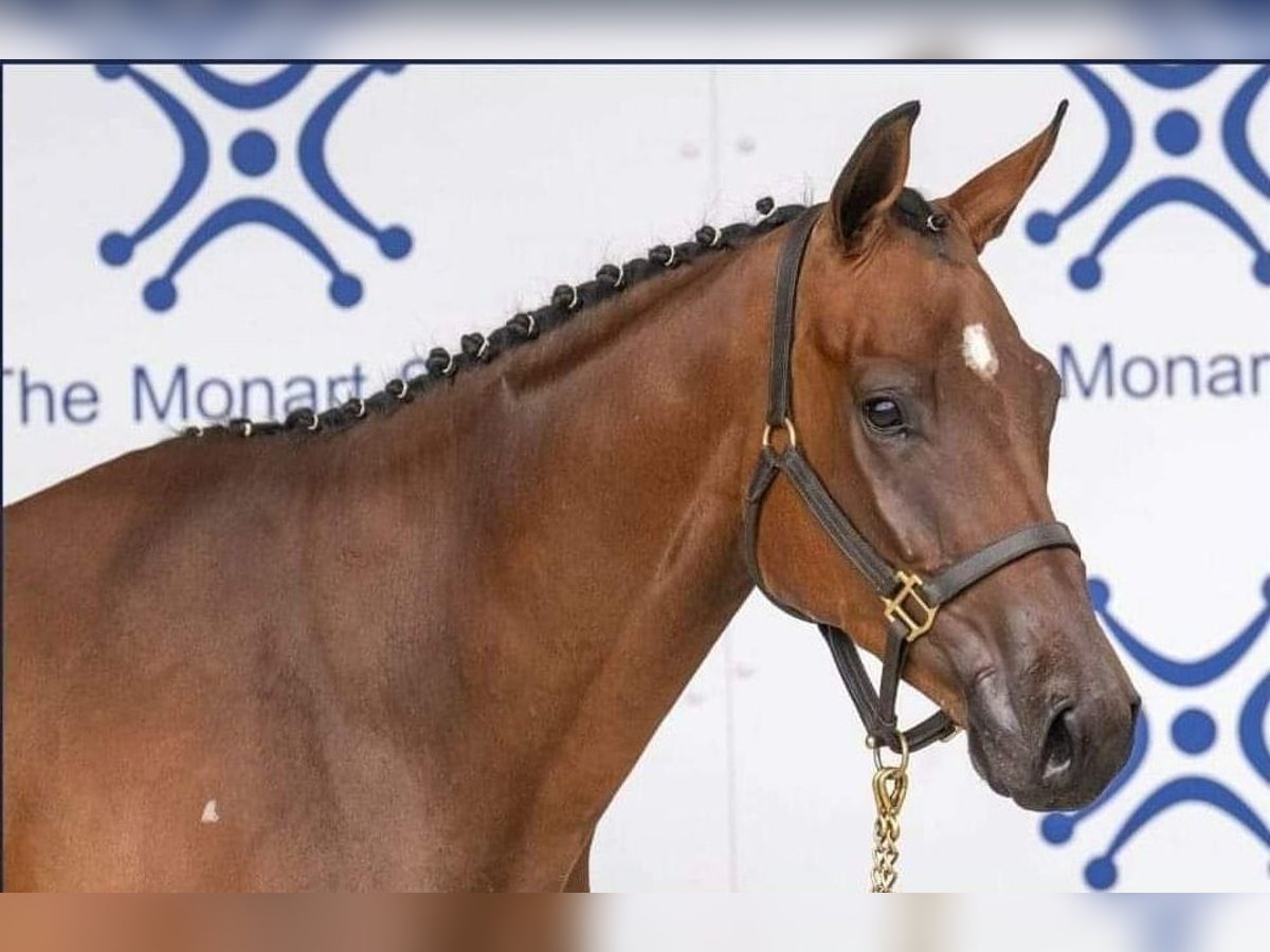 Cheval de sport irlandais Hongre 5 Ans 167 cm Bai in Glenbrien