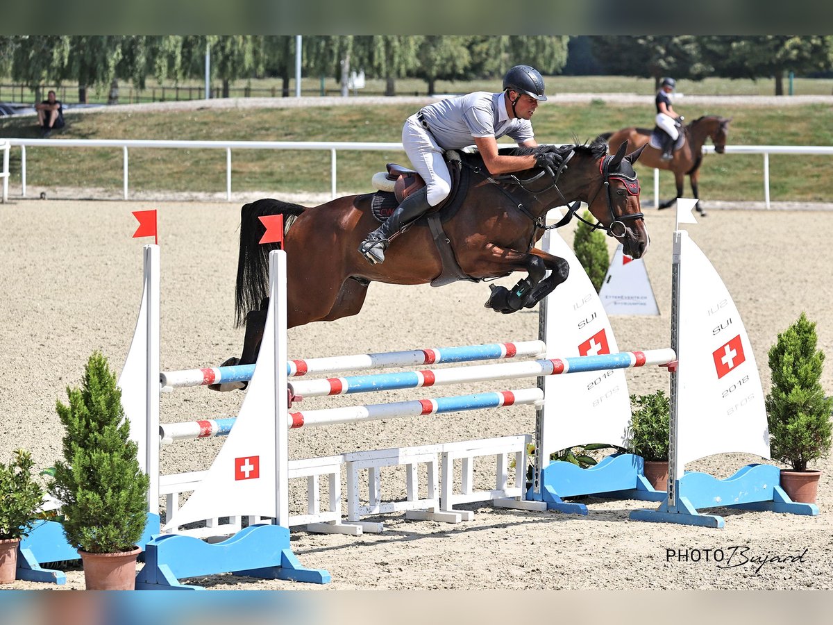 Cheval de sport irlandais Hongre 5 Ans 167 cm Bai in Berentzwiller