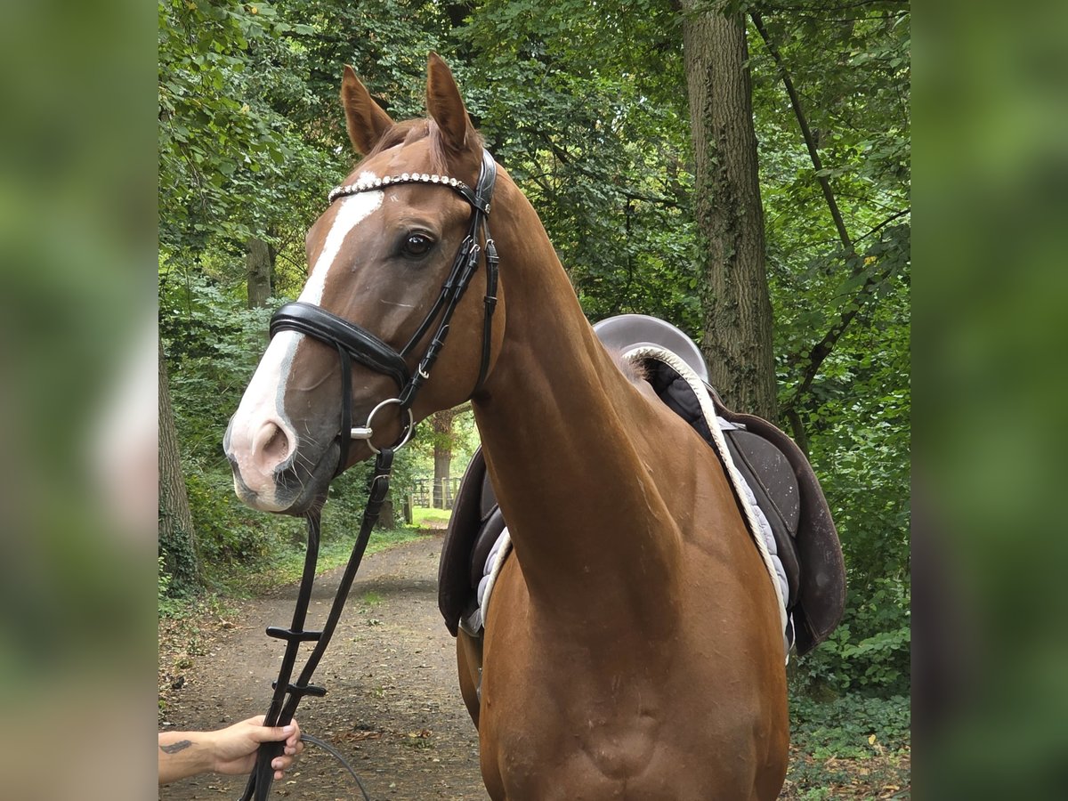 Cheval de sport irlandais Hongre 5 Ans 168 cm Alezan brûlé in Wachtendonk